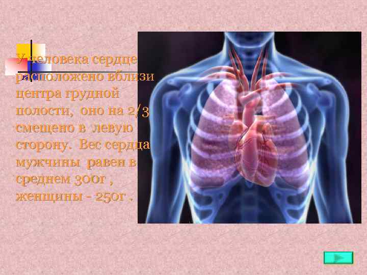 У человека сердце расположено вблизи центра грудной полости, оно на 2/3 смещено в левую