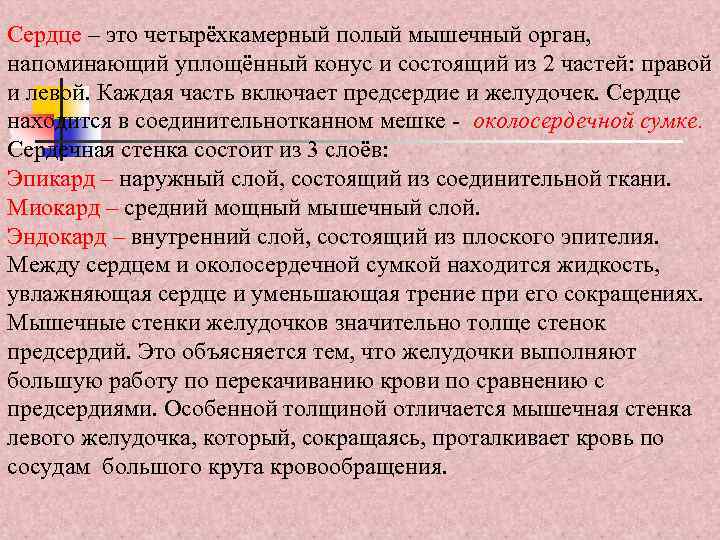 Сердце – это четырёхкамерный полый мышечный орган, напоминающий уплощённый конус и состоящий из 2