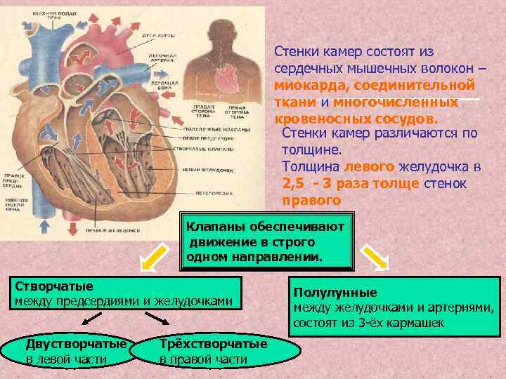 Нерв сердечной мышцы