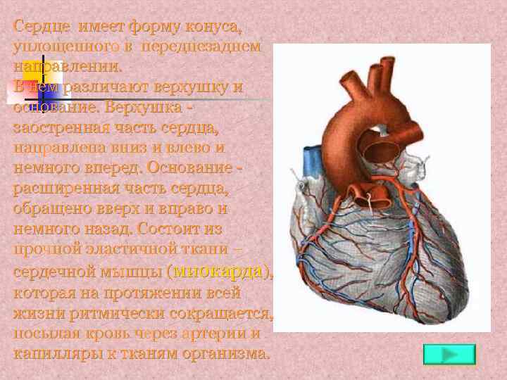 Сердце имеет форму конуса, уплощенного в переднезаднем направлении. В нем различают верхушку и основание.