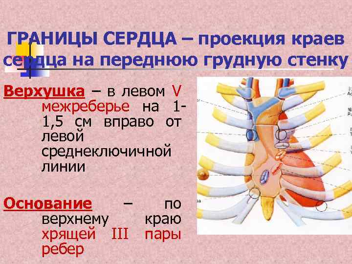 Проекция на переднюю грудную стенку