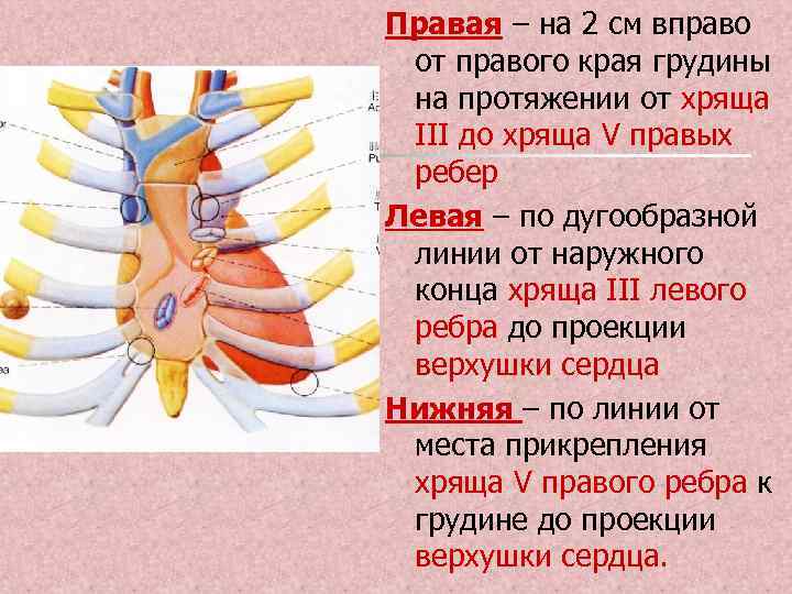 Правая – на 2 см вправо от правого края грудины на протяжении от хряща