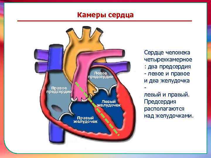 Камеры сердца Сердце человека четырехкамерное : два предсердия - левое и правое и два