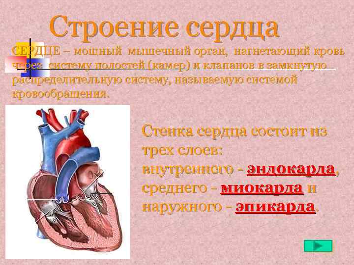 Строение сердца СЕРДЦЕ – мощный мышечный орган, нагнетающий кровь через систему полостей (камер) и