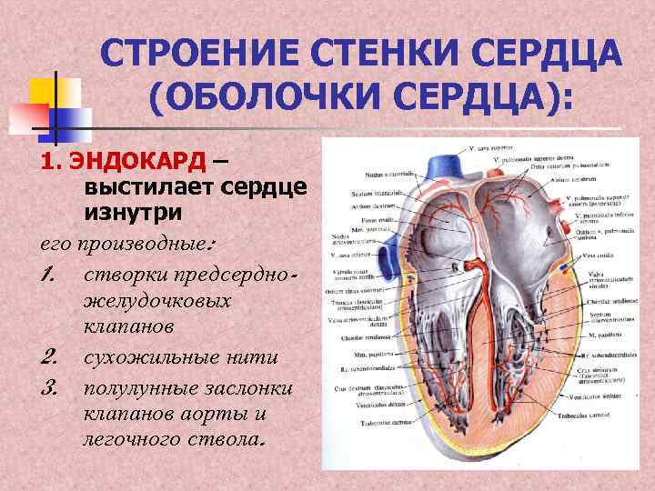 Стенки сердца. Строение стенки сердца (эндокард, миокард, перикард). Изнутри полость сердца выстлана внутренней сердечной оболочкой. Строение стенки эндокарда. Слои стенки сердца изнутри.