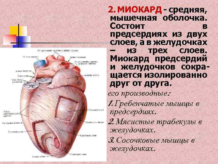 Мышечная оболочка на латинском