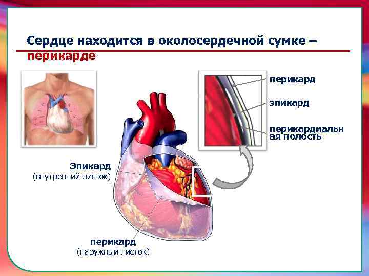 (наружный листок) перикард (внутренний листок) Эпикард транспортировку питательных веществ, газов, гормонов и продуктов метаболизма