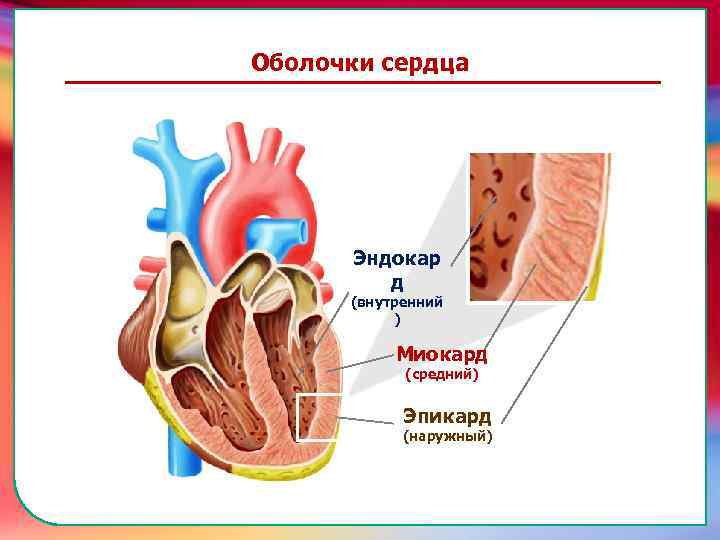 (наружный) Эпикард (средний) Миокард (внутренний ) транспортировку питательных веществ, газов, гормонов и продуктов метаболизма