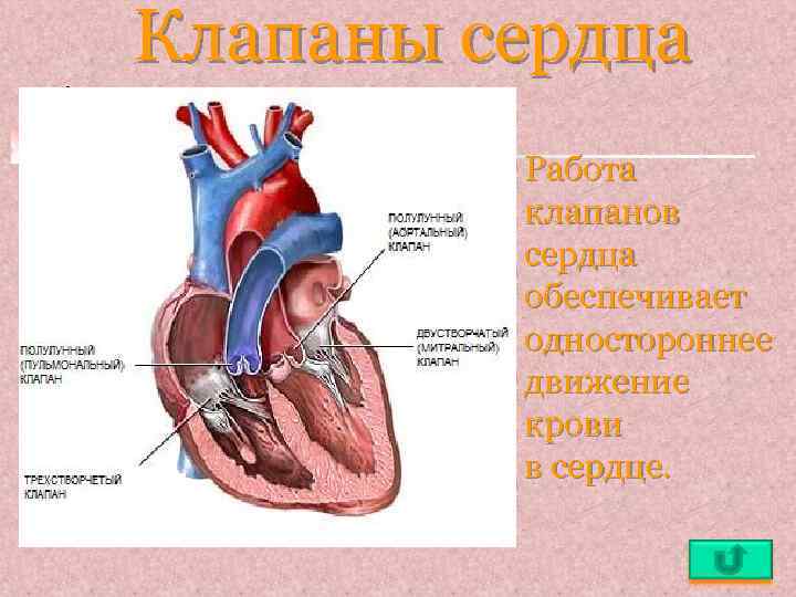 Сердечный обеспечивать