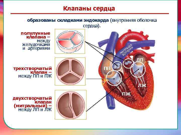 Клапаны сердца образованы складками эндокарда (внутренняя оболочка сердца). ао рт а полулунные клапана –