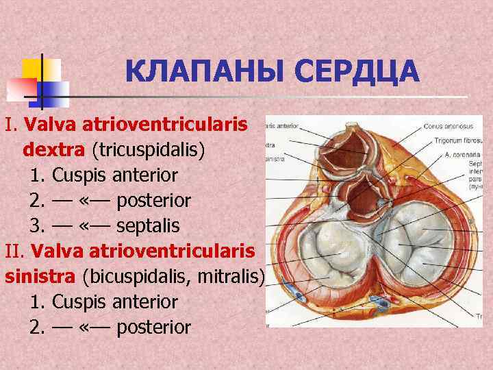 Интактные клапаны сердца это