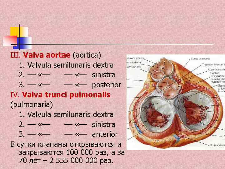 III. Valva aortae (aortica) 1. Valvula semilunaris dextra 2. –– «–– sinistra 3. ––