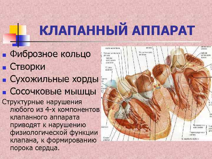 КЛАПАННЫЙ АППАРАТ n n Фиброзное кольцо Створки Сухожильные хорды Сосочковые мышцы Структурные нарушения любого