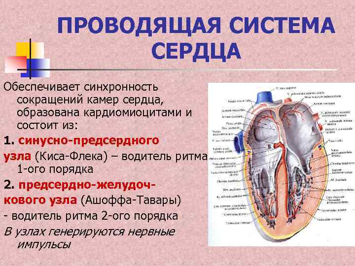 Предсердно желудочковый узел расположен