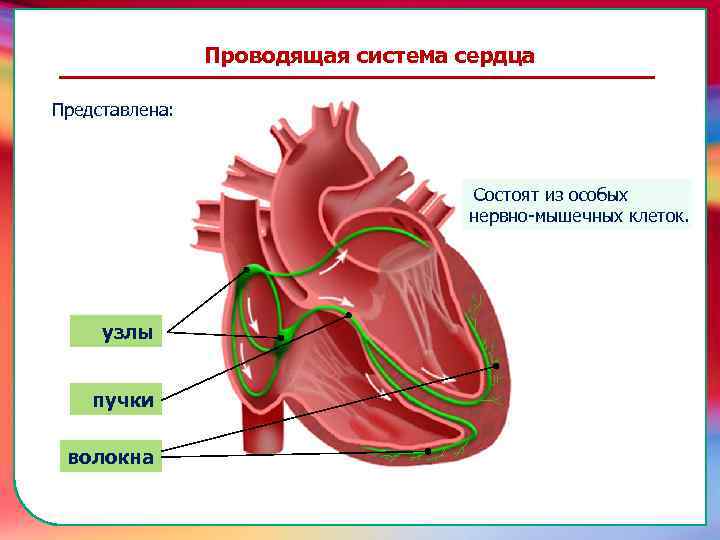 волокна пучки узлы Клапан —, образованная складками его внутренней оболочки, обеспечивает однонаправленный ток крови