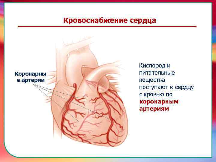 Кислород и питательные вещества поступают к сердцу с кровью по коронарным артериям транспортировку питательных