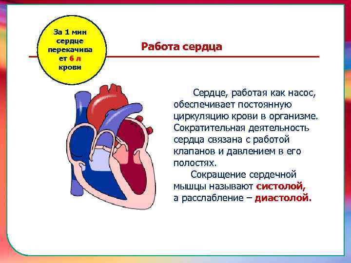 За 1 мин сердце перекачива ет 6 л крови Работа сердца Сердце, работая как