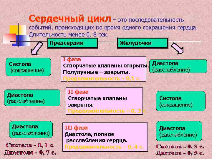 Продолжительность сердечного цикла