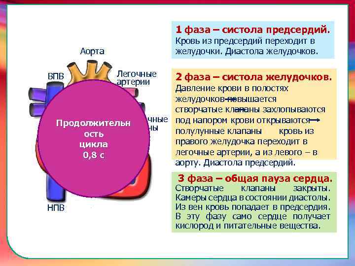 1 фаза – систола предсердий. Кровь из предсердий переходит в желудочки. Диастола желудочков. Аорта