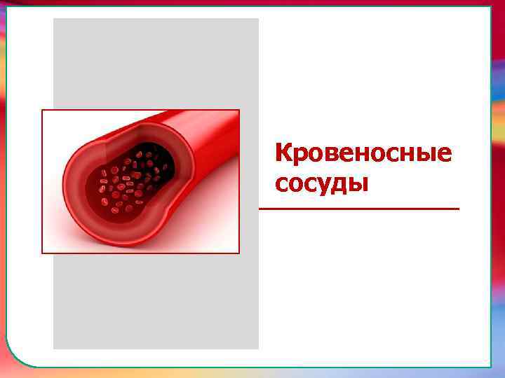 Клапан —, образованная складками его внутренней оболочки, обеспечивает однонаправленный ток крови за счет перекрывания