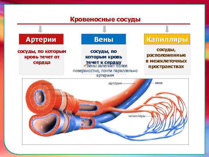 Кровеносные сосуды Артерии Вены Капилляры сосуды, по которым кровь течет от сердца сосуды, по