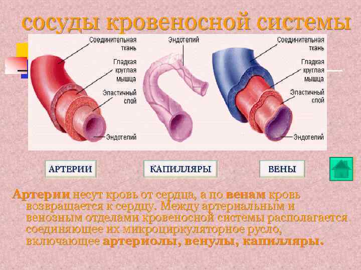 Строение кровеносных сосудов рисунок