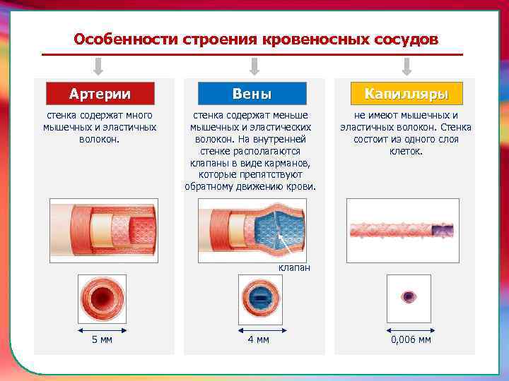 Особенности строения кровеносных сосудов Артерии Вены Капилляры стенка содержат много мышечных и эластичных волокон.