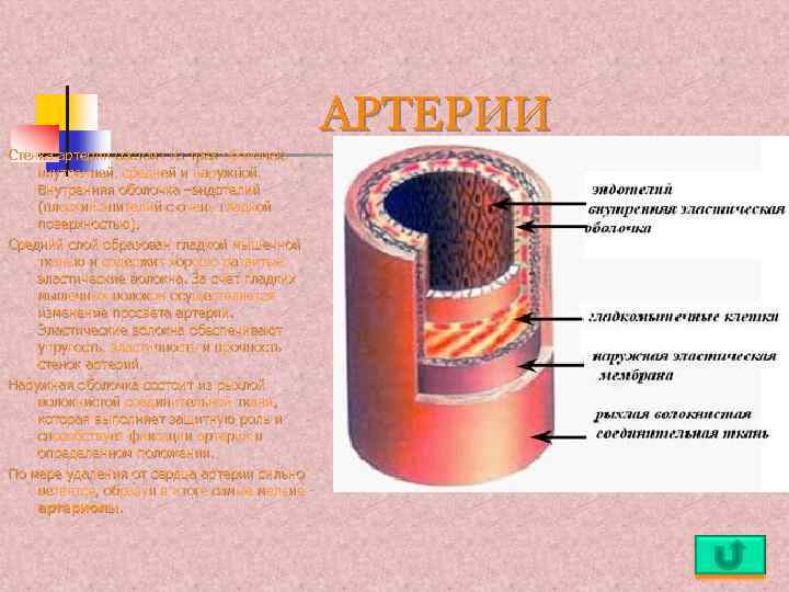 АРТЕРИИ Стенка артерии состоит из трех оболочек: внутренней, средней и наружной. Внутренняя оболочка –эндотелий