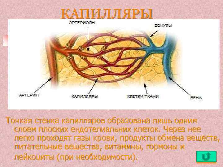 КАПИЛЛЯРЫ Тонкая стенка капилляров образована лишь одним слоем плоских ендотелиальних клеток. Через нее легко