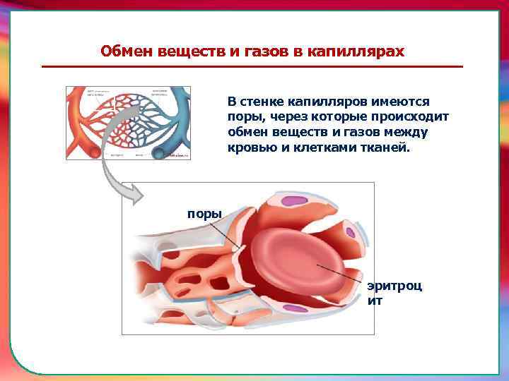 Обмен веществ и газов в капиллярах В стенке капилляров имеются поры, через которые происходит