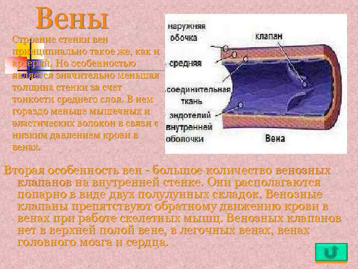 Вены Строение стенки вен принципиально такое же, как и артерий. Но особенностью является значительно