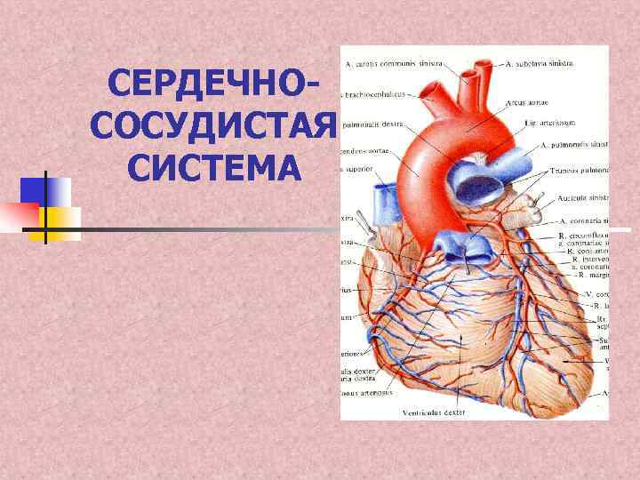 СЕРДЕЧНОСОСУДИСТАЯ СИСТЕМА 