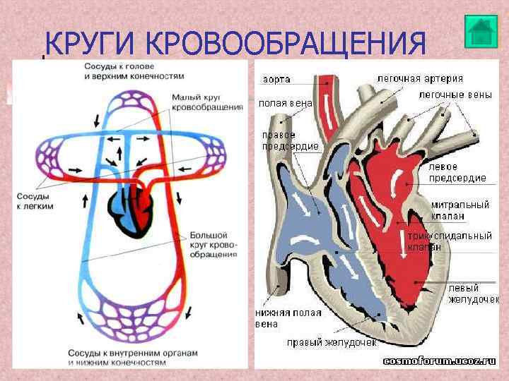 Перетащи правильные подписи к схеме кругов кровообращения