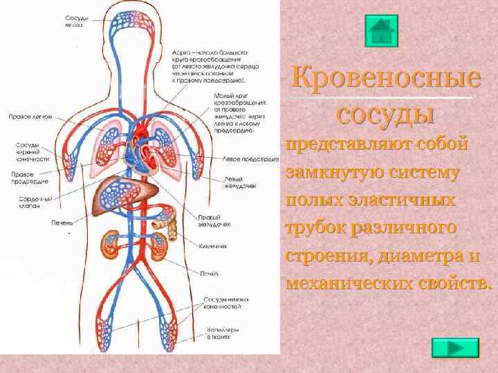 Кровеносные сосуды представляют собой замкнутую систему полых эластичных трубок различного строения, диаметра и механических