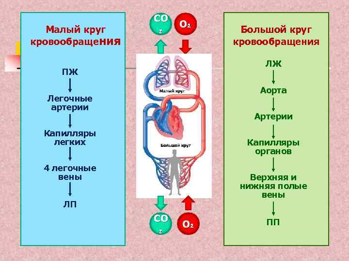 5 круги кровообращения