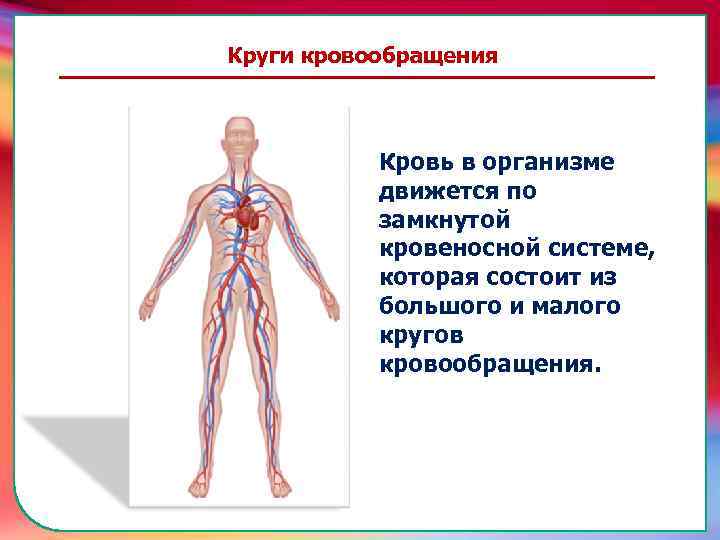 Кровь в организме движется по замкнутой кровеносной системе, которая состоит из большого и малого