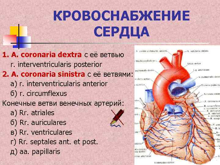 КРОВОСНАБЖЕНИЕ СЕРДЦА 1. A. coronaria dextra с её ветвью r. interventricularis posterior 2. A.