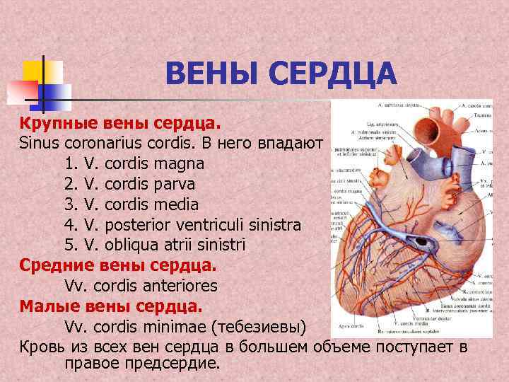 Вени сердца. Вена системы венечного синуса сердца.