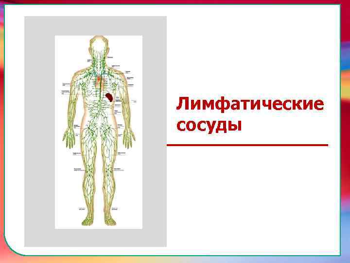 Клапан —, образованная складками его внутренней оболочки, обеспечивает однонаправленный ток крови за счет перекрывания