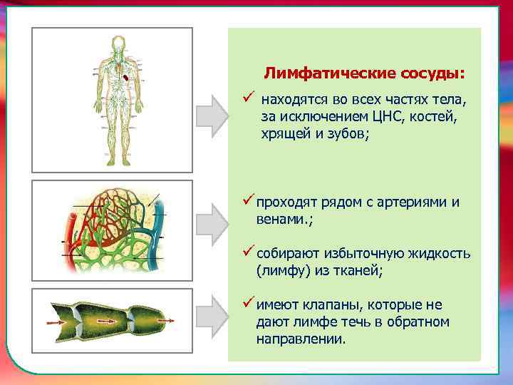 Лимфатические сосуды: ü находятся во всех частях тела, за исключением ЦНС, костей, хрящей и