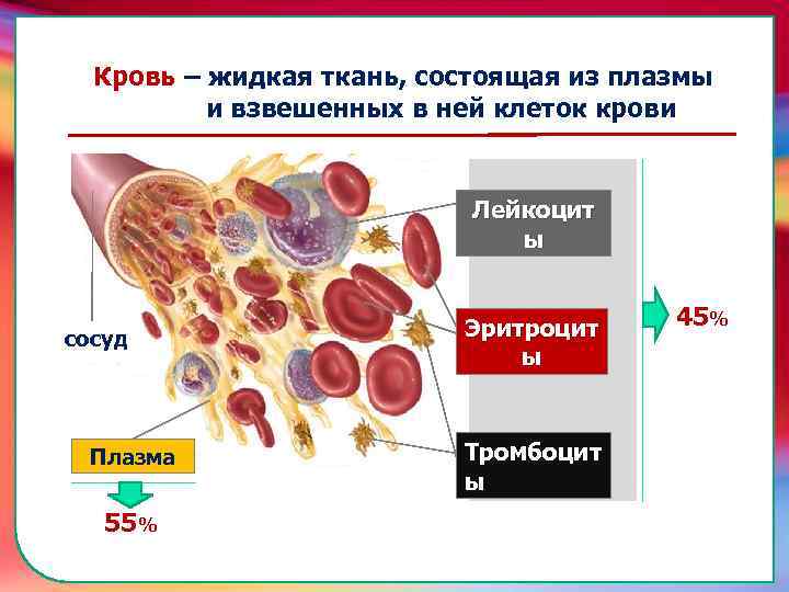 55% Плазма сосуд Тромбоцит ы Эритроцит ы 45% складками его внутренней оболочки, обеспечивает однонаправленный