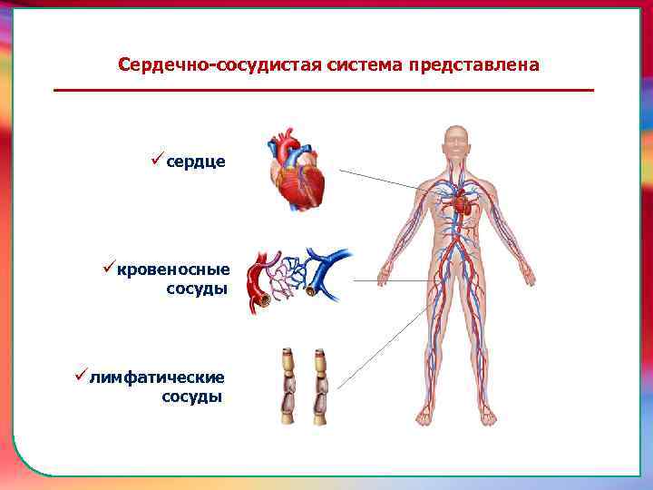 Сердечно-сосудистая система представлена üсердце üкровеносные сосуды üлимфатические сосуды 