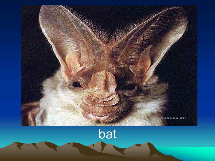 bat 