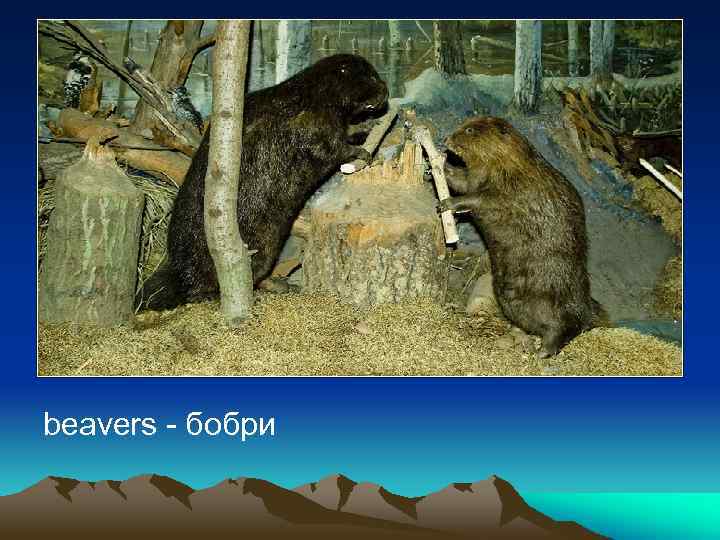 beavers - бобри 