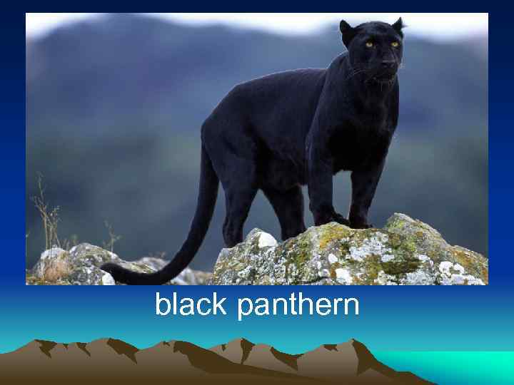 black panthern 