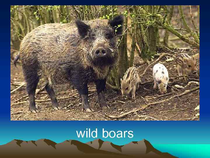 wild boars 