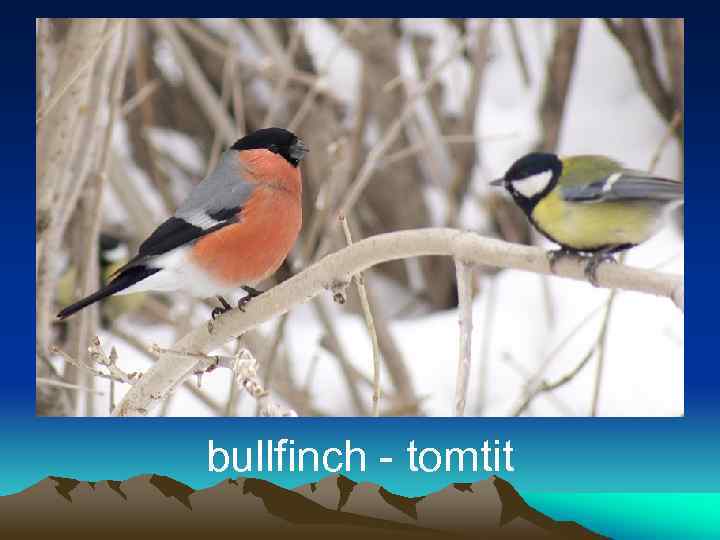 bullfinch - tomtit 