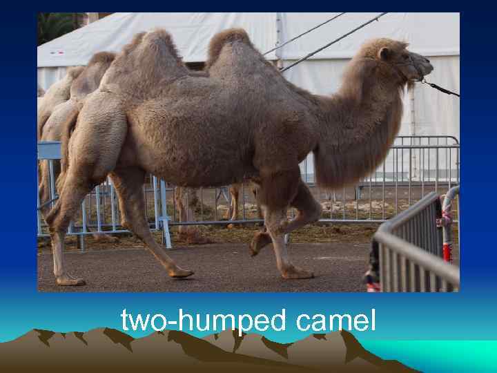two-humped camel 