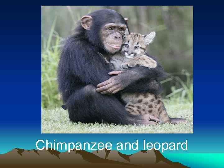 Chimpanzee and leopard 