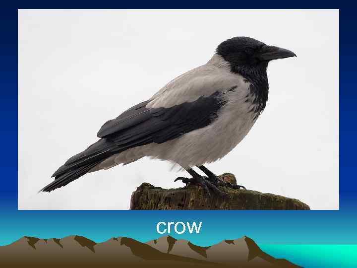 crow 